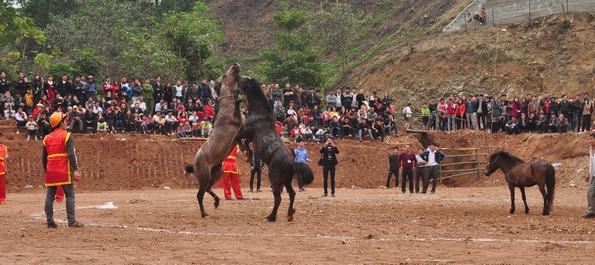 Horse fighting in Ha Giang