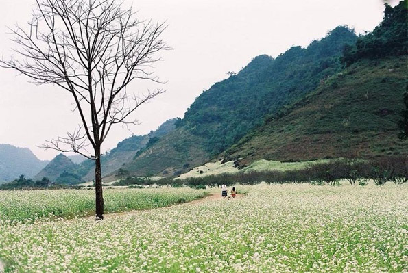 Moc Chau plateau