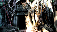 Tree-cloaked Temple of Angkor