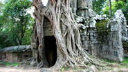 Jungle-clad Temple of Angkor