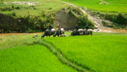 Water buffalo riders