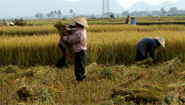 Havesting rice in the Red River Delta