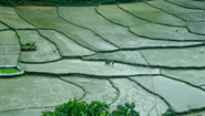 Preparing rice field