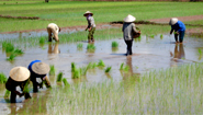 Rice transplanting Vietnam