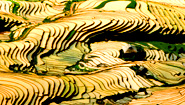 Sapa Rice Terrace