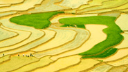 Vietnam Ricefield