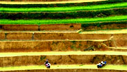 Rice Terrace in northern Vietnam