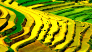 Rice Terrace Northern Vietnam