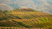 Sapa Terraces