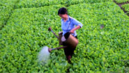 Vegetable farm out of Ha Noi