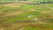 rice terraces in Vietnam