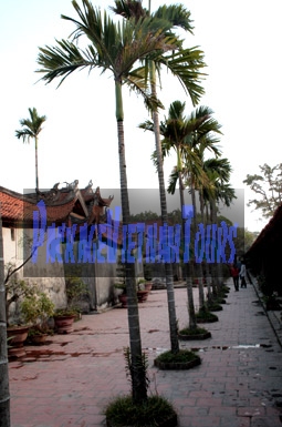 Areca Palm Trees at But Thap Pagoda