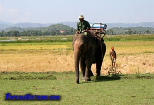 Elephant at Lak Lake Buon Ma Thuot