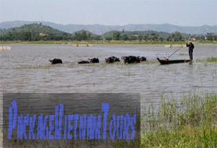 Buffles d'eau ayant un bain dans le lac Lak