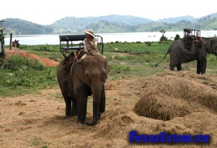 Elephants at the Lak Lake