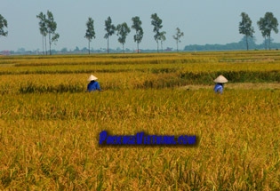 La récolte d'or au Vietnam