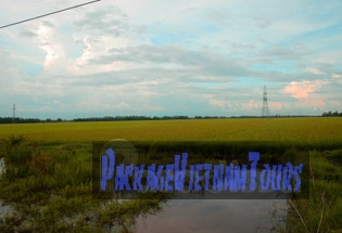 Rice field outside of Rach Giang Kien Giang