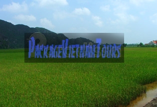 Rice field at Thung Nang Ninh Binh