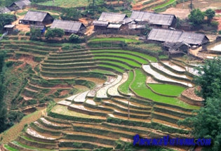 Rizières en terrasses Sapa