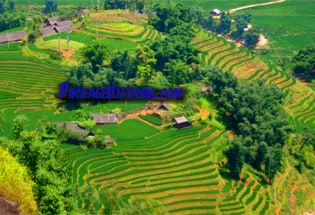 Rizières en terrasses Sapa Vietnam