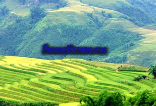 Rice terraces in the North West of Vietnam