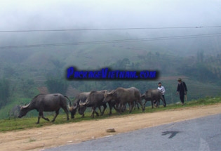 Sapa Vietnam