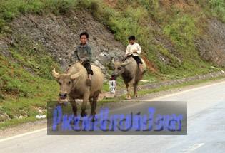 Buffalo riders in Son La Vietnam