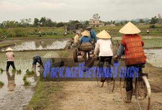 Cycling to the paddy field at Ho Citadel in Thanh Hoa Province