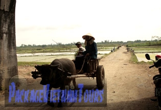 Buffalo cart at Ho Citadel of Thanh Hoa Province