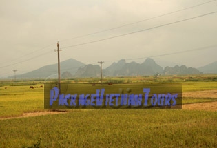 Rice field of Thanh Hoa Province