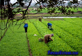 Green vegetable farms