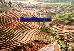 Les rizières en terrasses à Mu Cang Chai