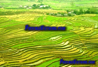 Tu Le Rice Terraces Yen Bai Vietnam