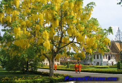 moines bouddhistes à la pagode d'argent Phnom Penh