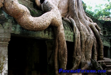 Jungle-clad Temple of Angkor