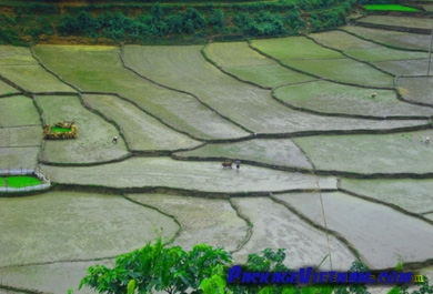 Preparing rice field