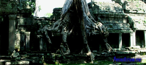 Creeper-clad temple of Angkor