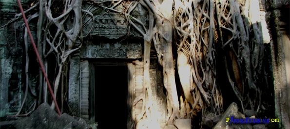 Jungle-clad Temple at Angkor