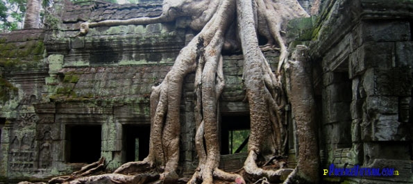 Tree-cloaked Temple at Angkor