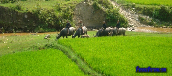 Buffalo riders