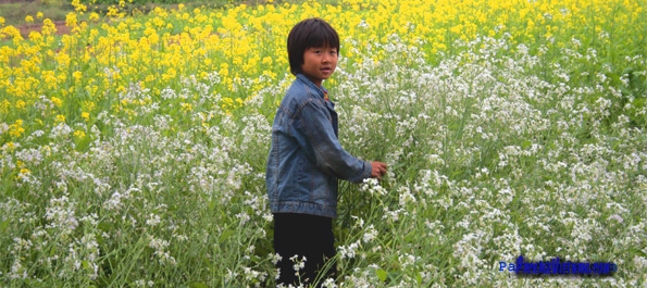 Flower Field of Ha Noi