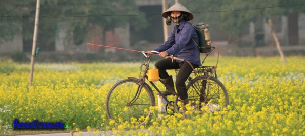 Cycling amid flowers