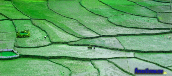 Rice field Vietnam