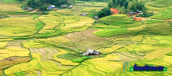 Rice terraces