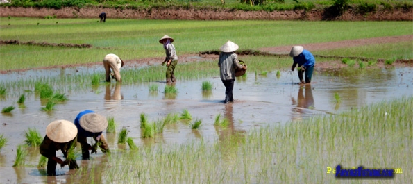 Planting rice in the Red River Delta