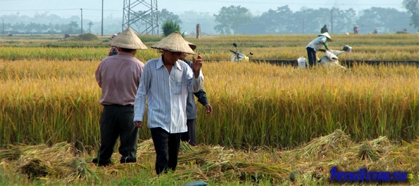 Havesting rice in the Red River Delta