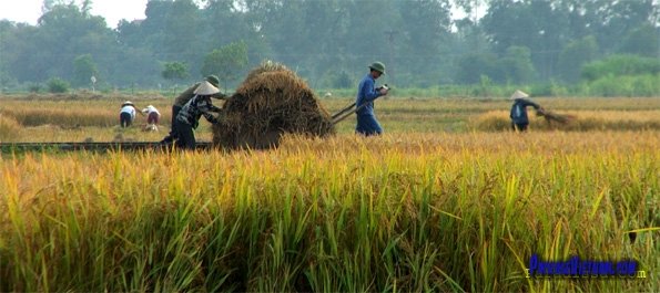 Havesting in the Red River Delta