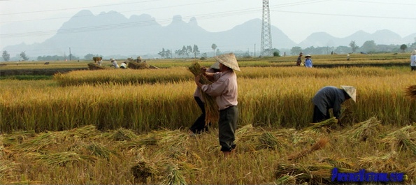 Havesting Rice in the Red River Delta