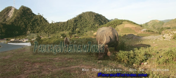 Moc Chau Son La Vietnam