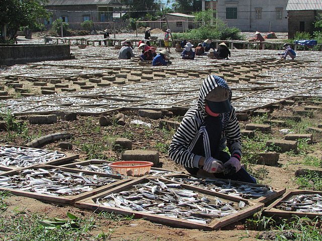 Drying fish